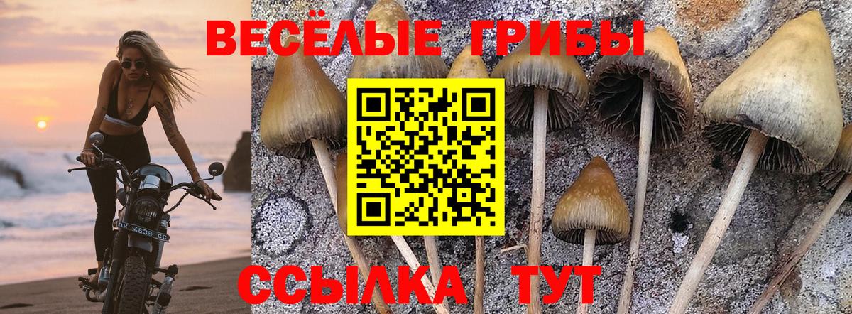 Галлюциногенные грибы MAGIC MUSHROOMS  Вход с VPN  Дедовск 