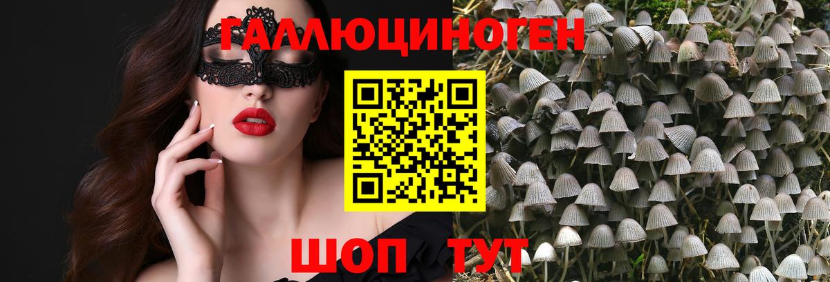 Галлюциногенные грибы Psilocybe Дедовск