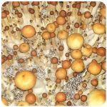 Псилоцибиновые (галлюциногенные)  грибы Psilocybin "Golden Teacher" в Дедовске