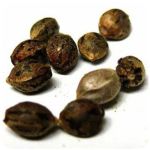 Семена марихуаны АК-47  (Seeds AK-47) в Дедовске